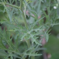 Parthenium hysterophorus L.